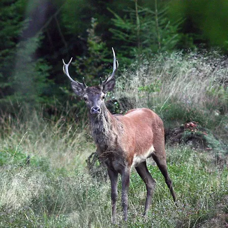 Schroeder Losheimergraben